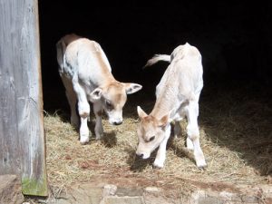 Baby oxen pair Bob and Dave