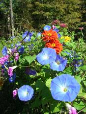 Morning Glories and zinnias