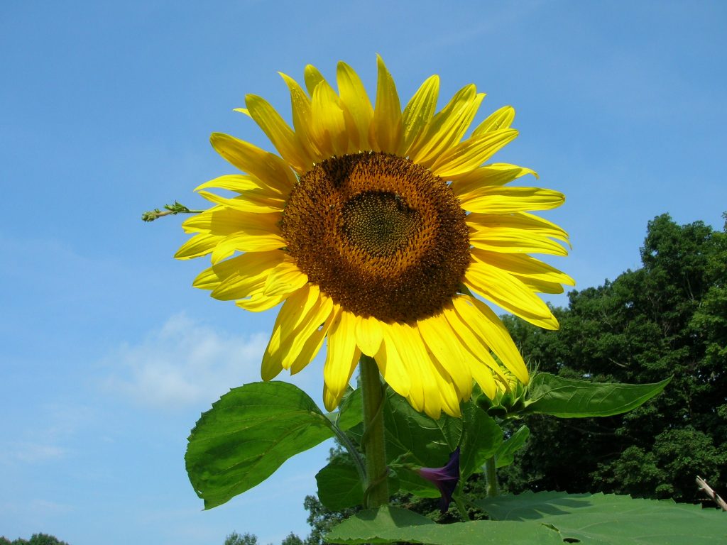 sunflower